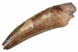 Spinosaurid Dinosaur (Suchomimus) Tooth - Niger #241088-1